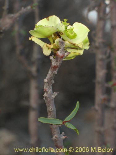 Image of Euphorbia lactiflua (Lechero). Click to enlarge parts of image.