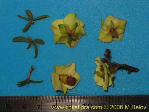 Image of Euphorbia lactiflua (Lechero). Click to enlarge parts of image.