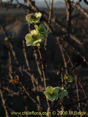 Image of Euphorbia lactiflua (Lechero). Click to enlarge parts of image.