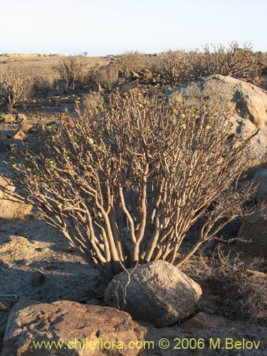 Image of Euphorbia lactiflua (Lechero). Click to enlarge parts of image.