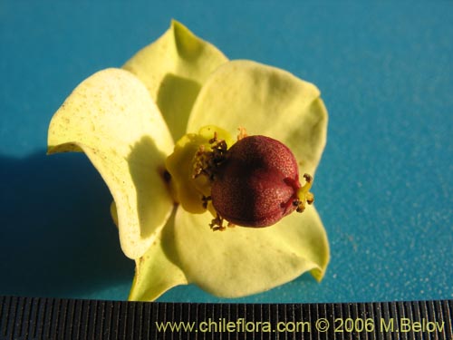 Image of Euphorbia lactiflua (Lechero). Click to enlarge parts of image.
