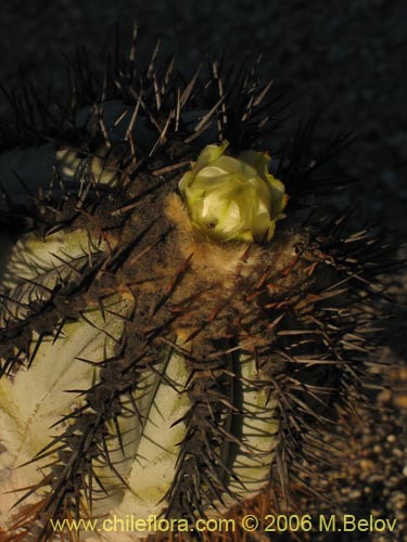Copiapoa calderana ssp. calderanaの写真