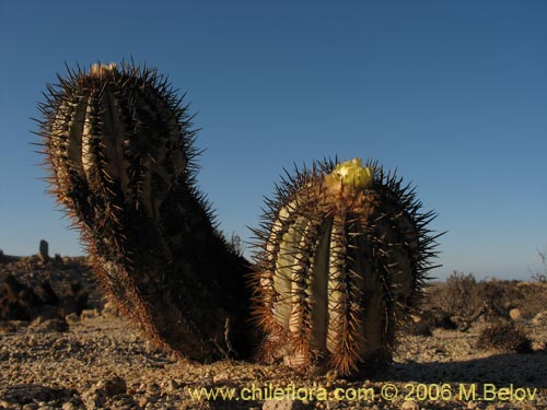 Copiapoa calderana ssp. calderanaの写真