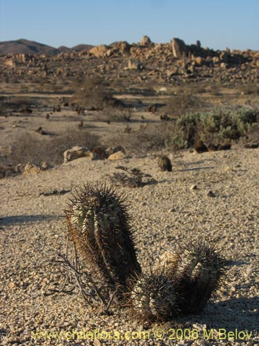Copiapoa calderana ssp. calderanaの写真