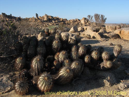 Copiapoa calderana ssp. calderanaの写真