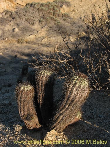 Copiapoa calderana ssp. calderanaの写真