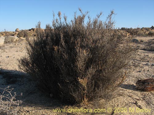 Bakerolimon plumosumの写真