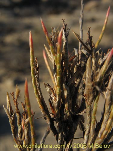 Bakerolimon plumosumの写真