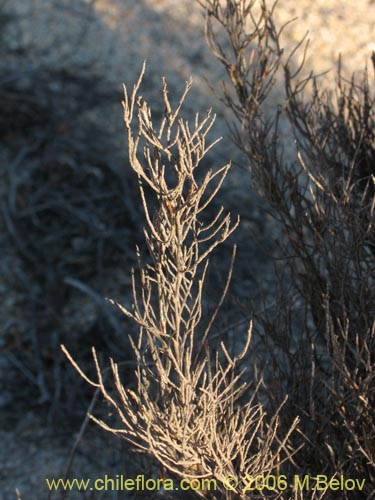 Bakerolimon plumosumの写真