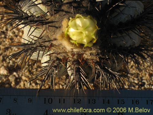 Copiapoa calderana ssp. calderanaの写真