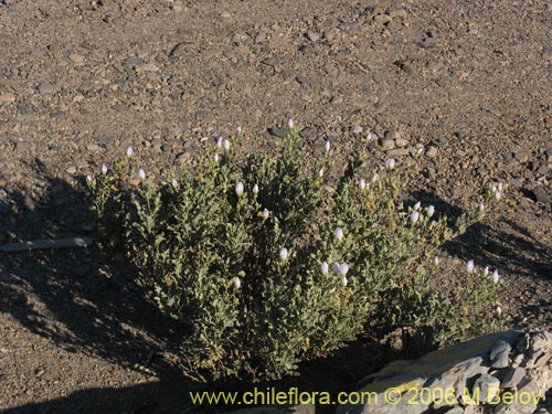 Image of Cristaria sp. #1611 (). Click to enlarge parts of image.