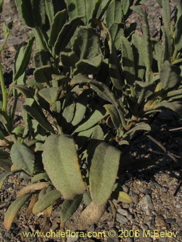 Bild von Malvaceae sp. #1894 (). Klicken Sie, um den Ausschnitt zu vergrössern.