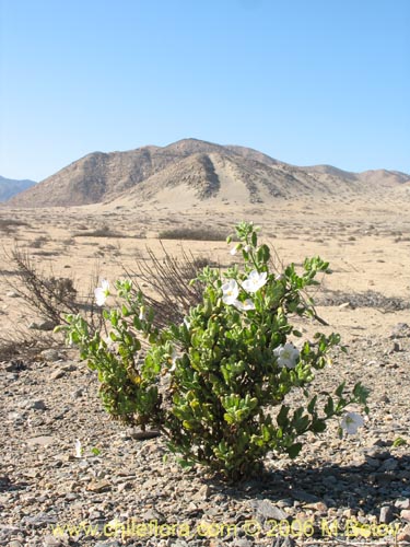 Malvaceae sp. #1894的照片