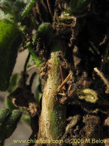 Malvaceae sp. #1894的照片