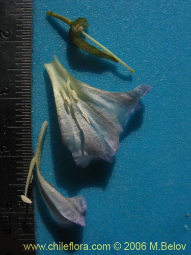 Imágen de Nolana sp. #2391 (). Haga un clic para aumentar parte de imágen.