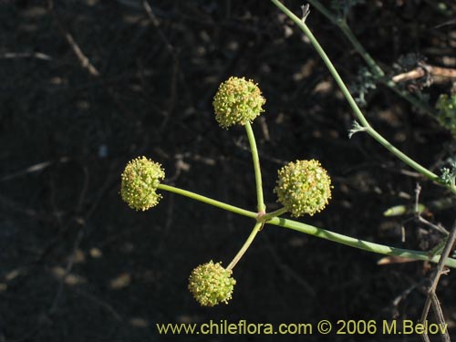 Bild von Asteriscium sp. #2392 (). Klicken Sie, um den Ausschnitt zu vergrössern.