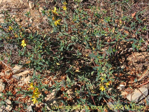 Image of Dinemagonum ericoides (Té de burro). Click to enlarge parts of image.