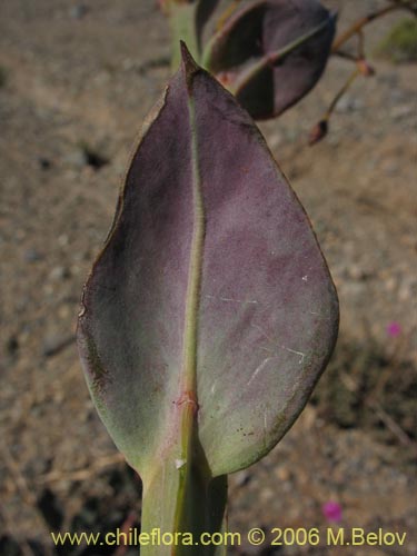 Calandrinia sp. #1613的照片