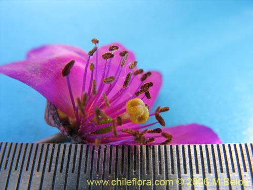 Calandrinia sp. #1613的照片