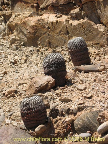 Copiapoa cinerea ssp. columna-albaの写真