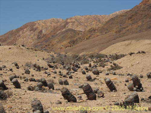 Copiapoa cinerea ssp. columna-albaの写真