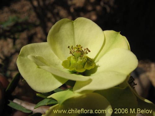 Image of Euphorbia lactiflua (Lechero). Click to enlarge parts of image.