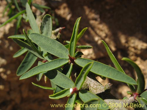 Image of Euphorbia lactiflua (Lechero). Click to enlarge parts of image.