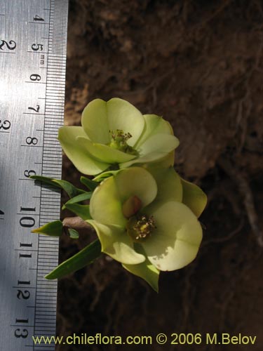 Image of Euphorbia lactiflua (Lechero). Click to enlarge parts of image.