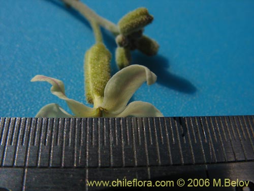 未確認の植物種 sp. #2318の写真