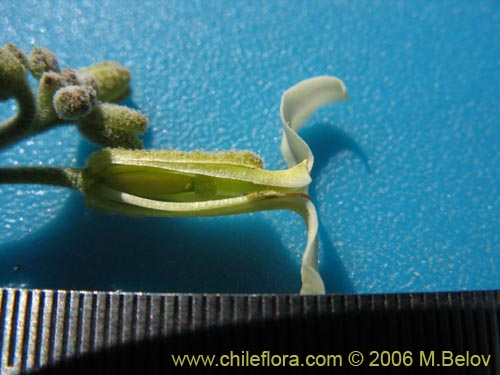 未確認の植物種 sp. #2318の写真