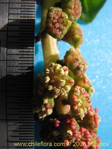 Bild von Anisomeria littoralis (Pircún). Klicken Sie, um den Ausschnitt zu vergrössern.