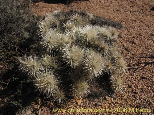 Cylindropuntia tunicataの写真