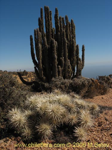 Cylindropuntia tunicataの写真