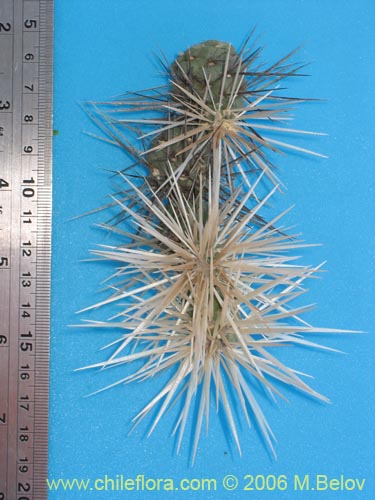 Cylindropuntia tunicataの写真