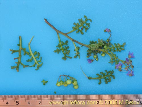Image of Solanum remyanum (). Click to enlarge parts of image.