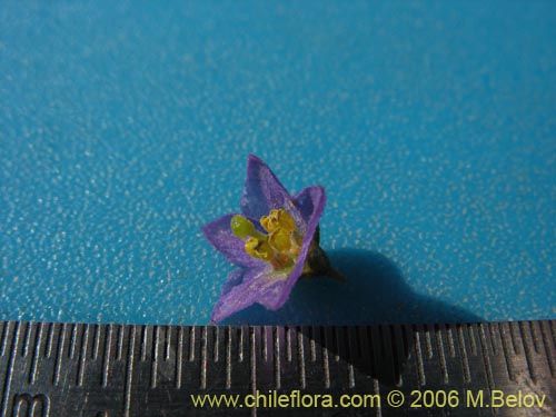 Imágen de Solanum remyanum (). Haga un clic para aumentar parte de imágen.