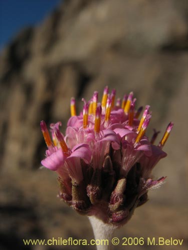 Polyachyrus sp. #1511의 사진