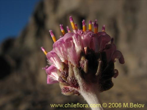 Polyachyrus sp. #1511의 사진