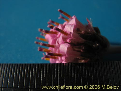 Polyachyrus sp. #1511의 사진