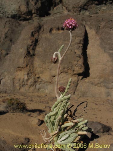 Polyachyrus sp. #1511의 사진