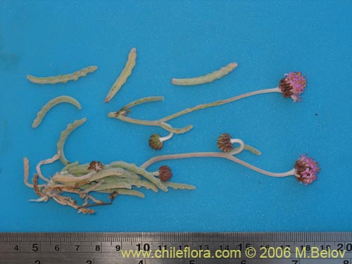 Polyachyrus sp. #1511의 사진