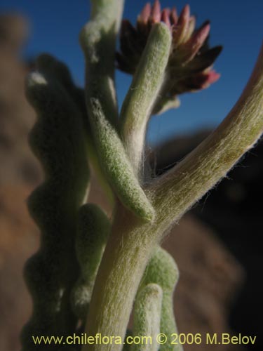 Polyachyrus sp. #1511의 사진