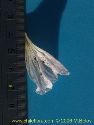 Bild von Alona sp. #1513 (). Klicken Sie, um den Ausschnitt zu vergrössern.