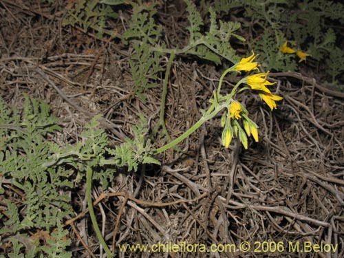 Image of Lycopersicon chilense (). Click to enlarge parts of image.