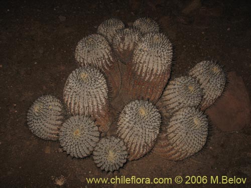 Bild von Copiapoa cinerea ssp. haseltoniana (). Klicken Sie, um den Ausschnitt zu vergrössern.