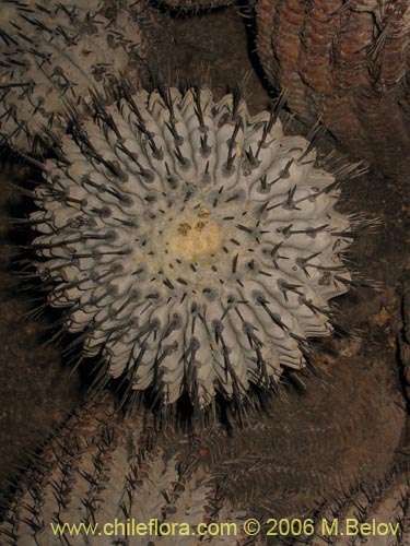 Copiapoa cinerea ssp. haseltonianaの写真