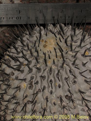 Copiapoa cinerea ssp. haseltonianaの写真