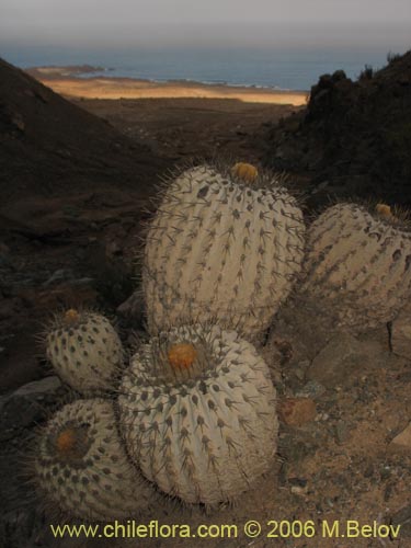 Copiapoa cinerea ssp. haseltonianaの写真