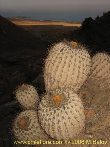 Copiapoa cinerea ssp. haseltonianaの写真