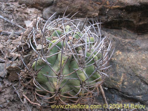 Image of Eriosyce paucicostata ssp. echinus (). Click to enlarge parts of image.